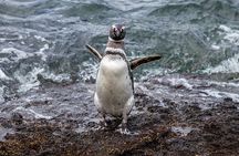 Private Tour Discovering Punta Tombo Penguin Reserve From Puerto Madryn