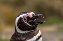 Private Tour Discovering Punta Tombo Penguin Reserve From Puerto Madryn