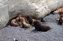 Shore Excursion Punta Loma Sea Lions Reserve Including Puerto Madryn City Tour 