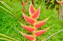 Montreal Garden , Belmont look out and Rawacou Recreation park from IV TOURS