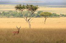 6 Days Safari to Meru N/P, Lake Naivasha, Maasai Mara N/R - Mid range.
