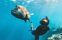 Great Barrier Reef Full Day Adventure