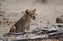 6 Days Ruaha and Mikumi adventures