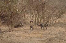 6 Days Ruaha and Mikumi adventures