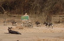 6 Days Ruaha and Mikumi adventures