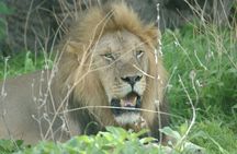 6 Days Ruaha and Mikumi adventures