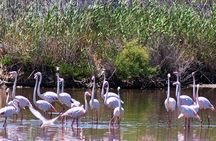 Albufera Nature & Boat Tour from Valencia (Small Group)