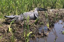 Guided Boat Tour of New Orleans Bayou and Wildlife