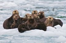 26 Glacier Tour, Self-Drive from Anchorage, AK