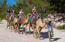 ENJOY UNIQUE CAMEL RIDE in Puerto Morelos with Transportation