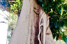 Secret Monaco : Hidden Gems, Art & Monumental Trees