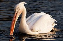 Birdwatching by Boat at Kalametiya Sanctuary