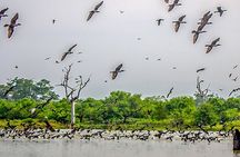 Birdwatching by Boat at Kalametiya Sanctuary