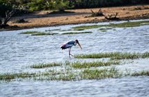 Birdwatching by Boat at Kalametiya Sanctuary