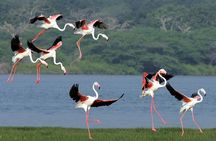 Birdwatching by Boat at Kalametiya Sanctuary