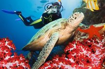 Snorkeling at Coral Island from Trincomalee