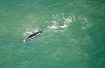Full Peninsula Scenic Helicopter Flight with Free Boat Cruise