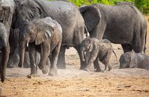 Kruger National Park Best Tour