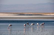 Piedras Rojas Salt Flats and Altiplanic Lagoons