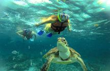 EXPERIENCE SWIMMING with the TURTLES and Discover the amazing Tulum Ruins tours.