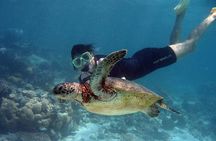 EXPERIENCE SWIMMING with the TURTLES and Discover the amazing Tulum Ruins tours.