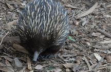 Blue Mountains Highlights & Featherdale Wildlife Park