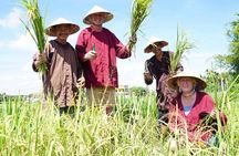 Half-day Farming life with wet rice from Hoi An
