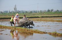 Half-day Farming life with wet rice from Hoi An