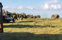 Sigiriya Rock and Wild Elephant Safari from Dambulla