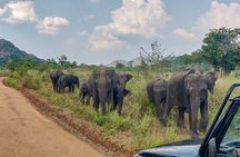 Sigiriya Rock and Wild Elephant Safari from Dambulla