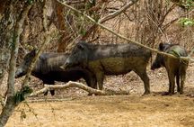 Yala National Park Safari from Bentota