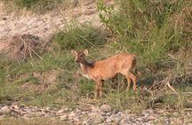 5 Days Bardia National Park Tour with Palpa Overnight Stay