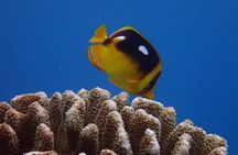 Guided Scuba Dive in Lahaina: Certified