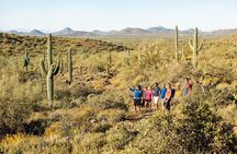 Sonoran Desert Hiking Tour