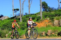 Tea Fields by Bicycle from Kandy