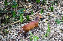 Hiking in Kandy Udawattakele Forest Reserve