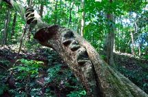 Hiking in Kandy Udawattakele Forest Reserve