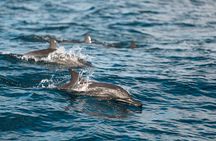 Lovina Dolphin Watching, Snorkeling and Waterfall Tour in Bali