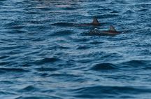 Lovina Dolphin Watching, Snorkeling and Waterfall Tour in Bali