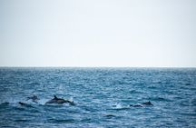 Lovina Dolphin Watching, Snorkeling and Waterfall Tour in Bali