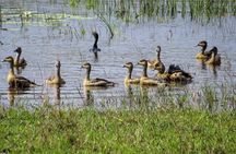 Wilpattu National Park Safari from Dambulla