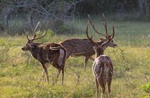 Wilpattu National Park Safari from Dambulla