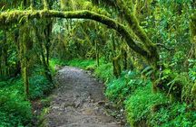 Mt. Kilimanjaro Day Trip Trek on Marangu Route