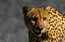 4 Day Addo to Karoo Safari
