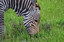 4 Day Addo to Karoo Safari