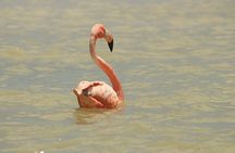 Private Rio Lagartos Flamingo and pink lakes