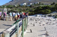 Cape of Good Hope Penguins From Cape Town Excl Entry Fees Tour