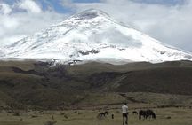 Cotopaxi National Park and Inca Ruins Day Trip