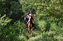 STROLL the Jungle Trails on a HORSE. Includes Transportation and Equipment.