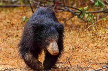 Yala National Park Safari from Tangalle